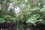 Foto di un altro ambiente a mangrovie di Cuero y Salado, seguendo il link è possibile visualizzare la foto nelle sue dimensioni normali