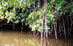 Foto di un ambiente a mangrovie di Cuero y Salado, seguendo il link è possibile visualizzare la foto nelle sue dimensioni normali